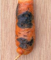 Альтернариоз или чёрная гниль моркови миниатюра